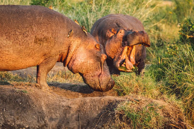 Two hippos on a field