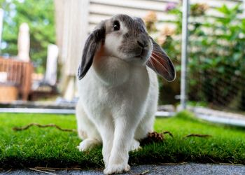 Close-up of a rabbit in grass