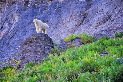 View of sheep on rock