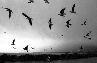 Seagulls flying over sea against sky