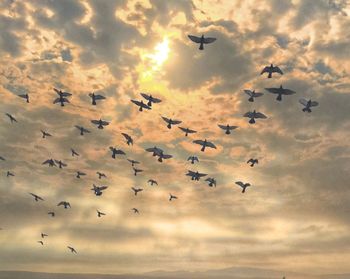 Low angle view of bird flying against cloudy sky