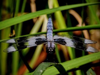 Close-up of insect on plant