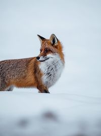 Close-up of a  red fox over white background in the wilderness. winter season.