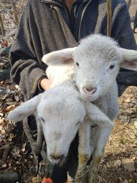 Little lambs