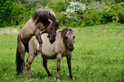 Horses mating on grassy field