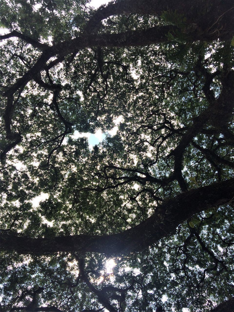 tree, plant, low angle view, growth, branch, leaf, nature, sunlight, no people, day, beauty in nature, flower, tranquility, outdoors, full frame, backgrounds, light, sky