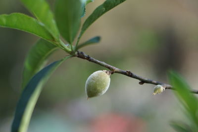 Close-up of fruit growing on tree