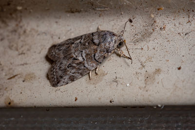 High angle view of insect on wall