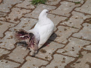 High angle view of bird perching on cobblestone