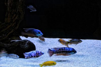 Close-up of turtle swimming in aquarium