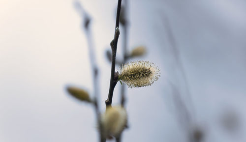 Close-up of flower against blurred background