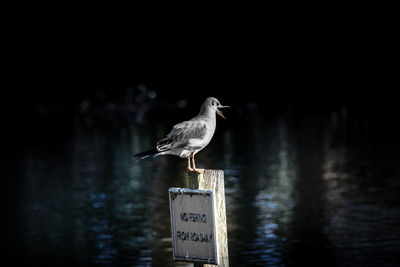 Seagull perching on wooden post