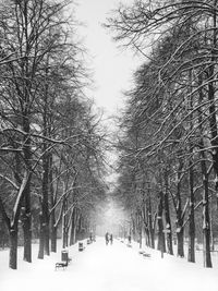 Snow covered bare trees in park against sky