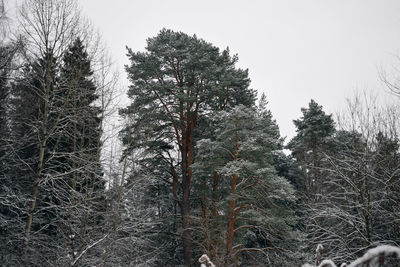 Low angle view of trees against sky during winter