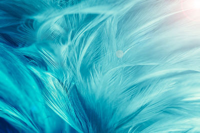 Full frame shot of feather