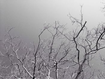 Bare tree against clear sky