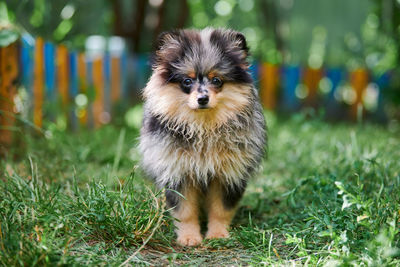 Pomeranian spitz puppy in garden. cute pomeranian dog. puppy spitz pom dog, green grass background