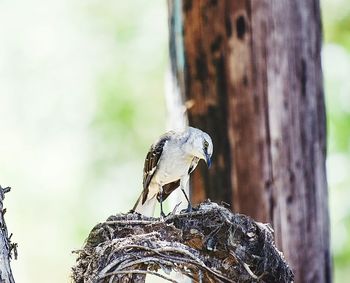 Close-up of bird perching on wood