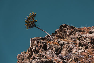 Low angle view of plant on rock against clear blue sky