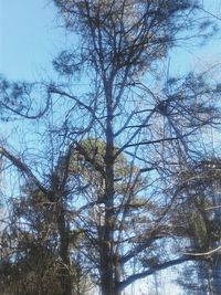 Low angle view of bare trees against clear sky