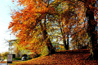 Trees growing during autumn