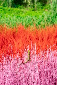 Close-up of bird on field