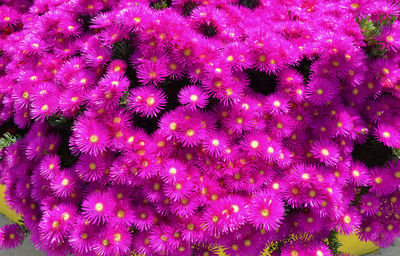 Close-up of pink flowers