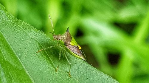 Close-up of insect on leaf