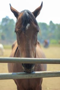 Horse standing in ranch