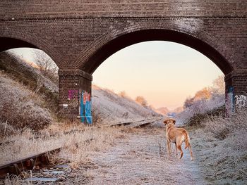 Rear view of man with dog standing in tunnel