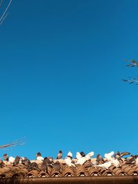 Low angle view of birds against clear blue sky