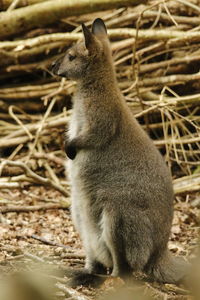 Close-up of meerkat