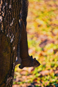 Close-up of squirrel on tree trunk