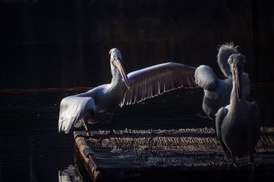 Pelicans on pier over lake