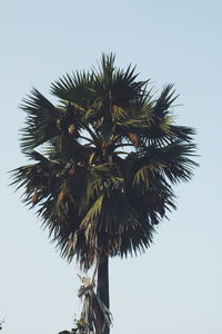 Low angle view of palm tree against clear sky