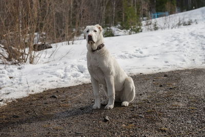 A white dog female, 7 months old, sits on the road, against the background of a snowy forest.