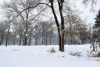 Bare trees on snow covered land