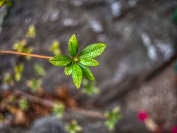 Close-up of plant leaves on land