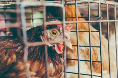 Close-up of hens in cage