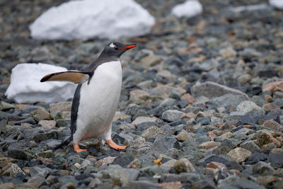 Gentoo penguin