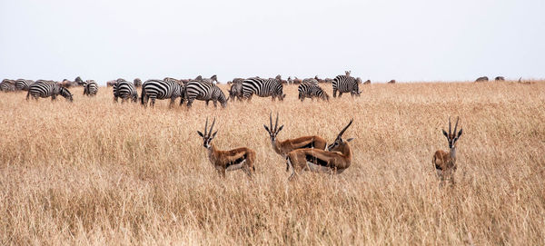 Zebras and gazelles on field against sky