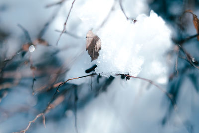 Close-up of frozen leaves during winter