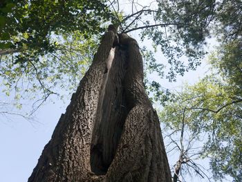 Low angle view of trees