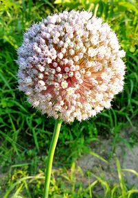 Close-up of white flowers