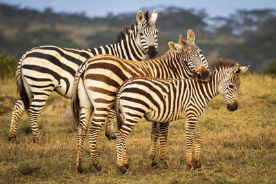 Zebras in a field