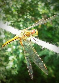 Close-up of dragonfly