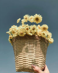 Close-up of hand holding flowering plant