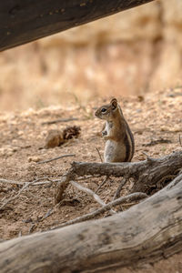 Close-up of monkey sitting on stone wall