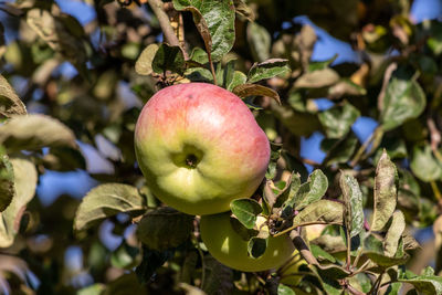 Close-up of apple growing on tree