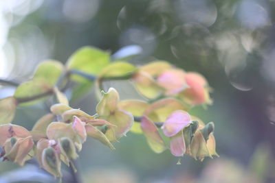 Close-up of flowering plant